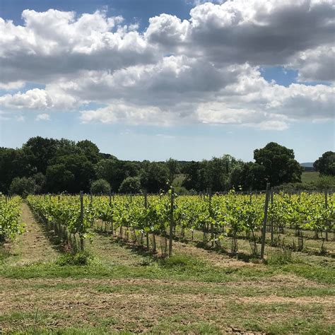 OFF THE LINE VINEYARD (2025) All You Need to Know BEFORE You Go (with ...