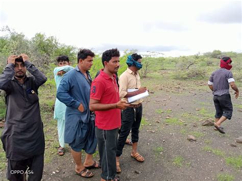 In Lakhpat Ta., Famine overwhelmed 70 cows; Rain kills 40 cows in Abadsa