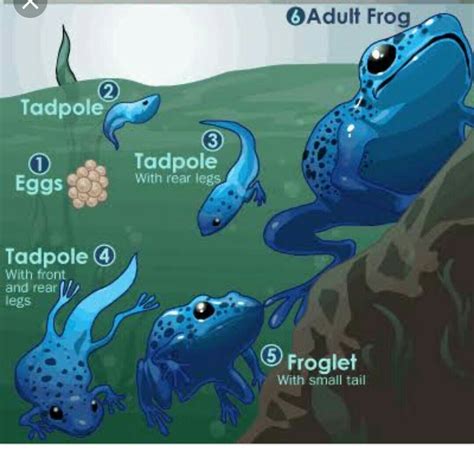 How does frogs get baby's? - Brainly.in