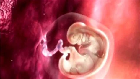 科普动画，从受精卵到婴儿的1到9周，感叹生命的神奇