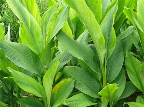 Turmeric-Curcuma Longa Plant – Santhi Online Plants