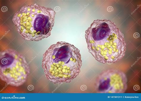 Components Of Lipid Profile Stock Image | CartoonDealer.com #152244943