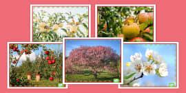 Apple Tree Life Cycle Growth Display Posters