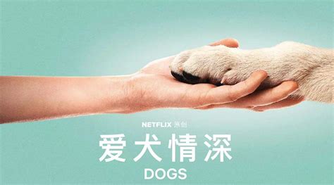 【寻狗启事】本人爱犬今日白天在上海闸北区永..._八公宠物