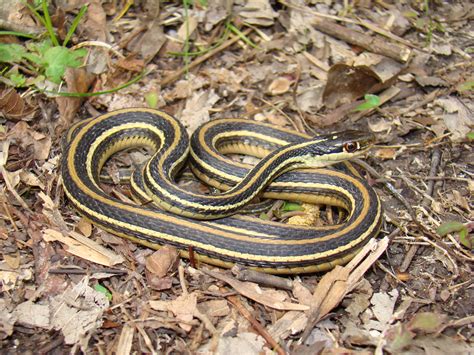 Western Ribbonsnake - Thamnophis proximus | Brad Glorioso’s Personal ...
