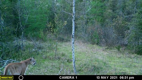 Cougar sightings in Michigan are males: Why there's no repopulation