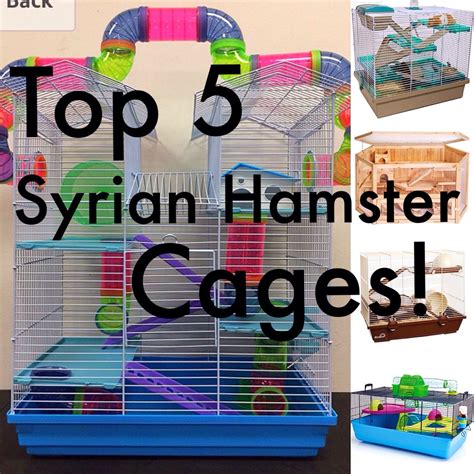 Great Cages For a Syrian Hamster | UPDATED 2021 | Syrian hamster ...