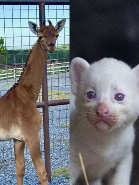 Animal Baby: From spotless giraffe to white puma cub: Rarest animal ...