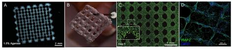 Bio-Scaffolds as Cell or Exosome Carriers for Nerve Injury Repair