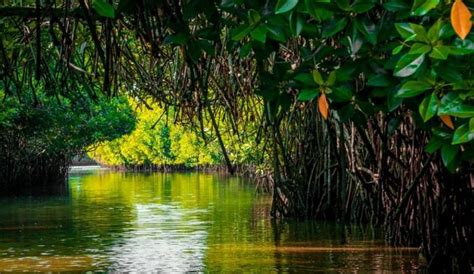 Pichavaram Mangrove Forest | WhatsHot Bangalore
