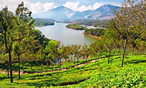 Best Places For Tea Lovers | MakeMyTrip Blog