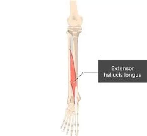 Image result for Extensor Digitorum Longus Muscle Function