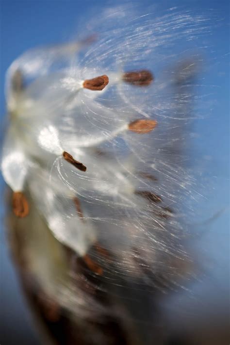 Free picture: milkweed, pods, seeds