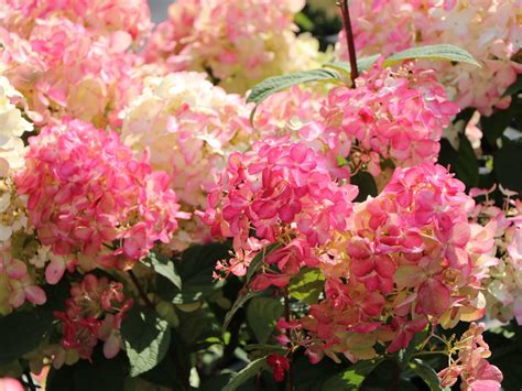 Rispenhortensie PROVEN WINNERS ® 'Fire Light' - Hydrangea paniculata ...