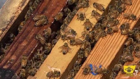 Image result for Spring Beekeeping