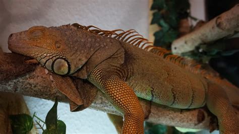 Grüner Leguan abzugeben in Großbeeren | Tiere | Kleinanzeigen