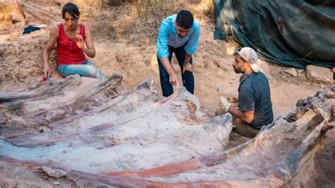 Skeleton of 82ft-long dinosaur found in man's backyard in Portugal ...