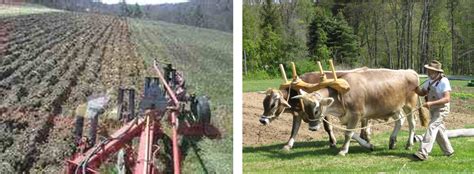 Societies 的图像结果