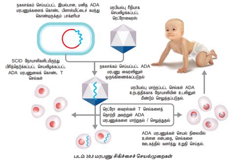 மரபணு சிகிச்சை - உயிரி தொழில் நுட்பவியலின் பயன்பாடுகள் | Gene Therapy ...