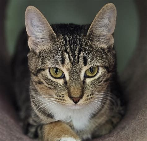 Humane Society of Cobb County – Humane Society of Cobb County