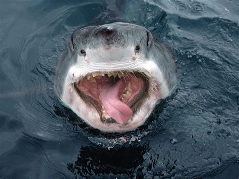 Pin by Karen Patterson on Shark Week | Funny shark pictures, Shark ...
