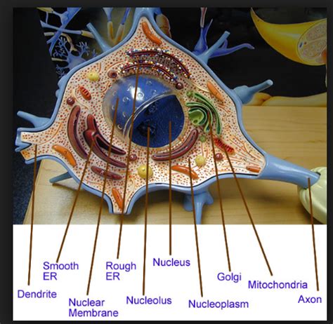 Image result for Neuron Project with Thread