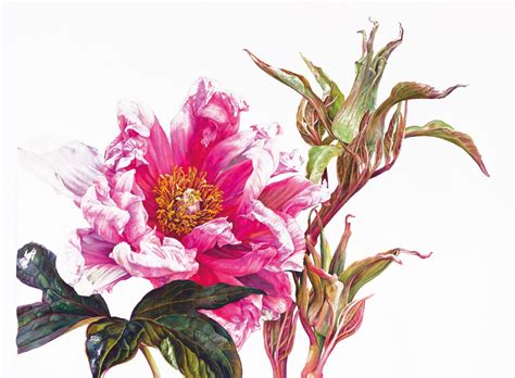 Rosie Sanders, Tree Peony in Spring, 2023 | Jonathan Cooper