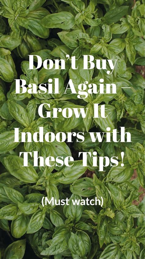 Grow Basil Indoors: Tips for a Thriving Indoor Herb Garden