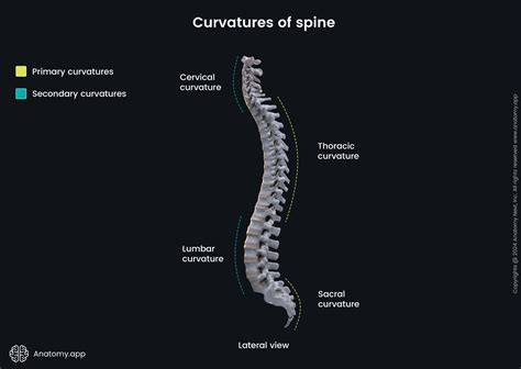 Primary Spinal Curves