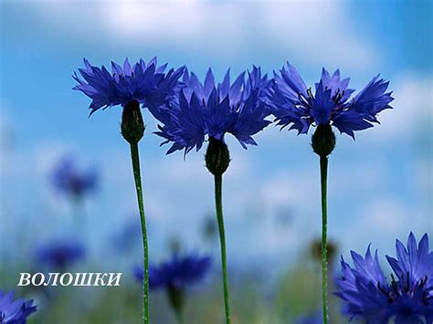 Волошки цветы - 65 фото