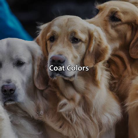 What Color Are Golden Retrievers - colorscombo.com