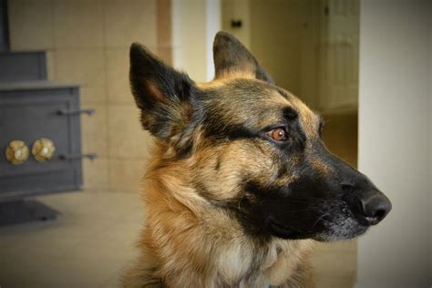 Image result for German Shepard Hanging Out Window Animation