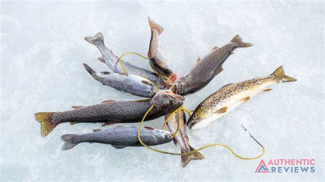 Image result for Best Fish Stringer