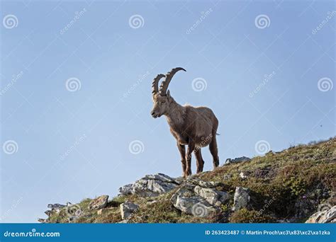 Capra Ibex Ibex