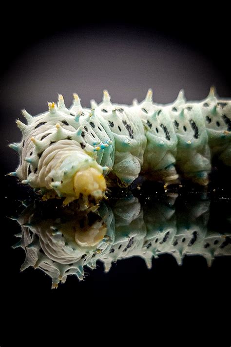 Cricket Insect Life Span