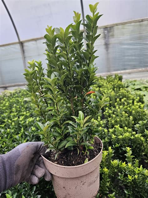 Euonymus japonicus 'Green Spire' | Shop Euonymus | Proctors Nursery