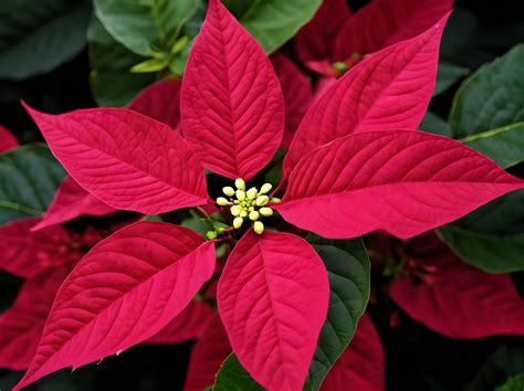 Poinsettia Flower Free Stock Photo - Public Domain Pictures