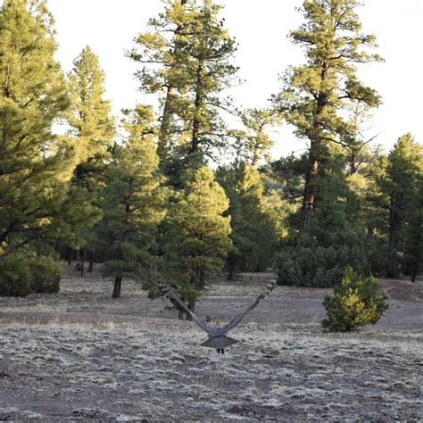 Volunteer - New Mexico Wildlife Center
