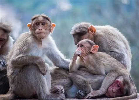 Primates: Evolution, Diet, And Social Behavior