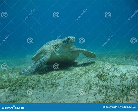 Big Green turtle . stock image. Image of water, ocean - 260070815