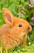 Image result for Bunny in Spring