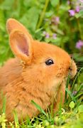 Image result for Baby Bunny Sitting