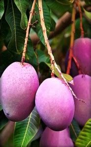 Platone Mango Plant Price in India - Buy Platone Mango Plant online at ...