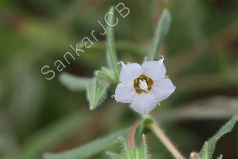 Herbarium JCB
