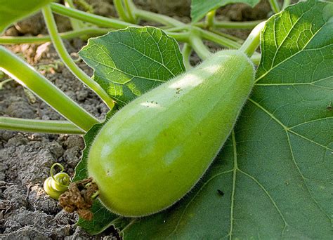 Bottle Gourds (1.5 Kg) – Aranyaani Food Forest