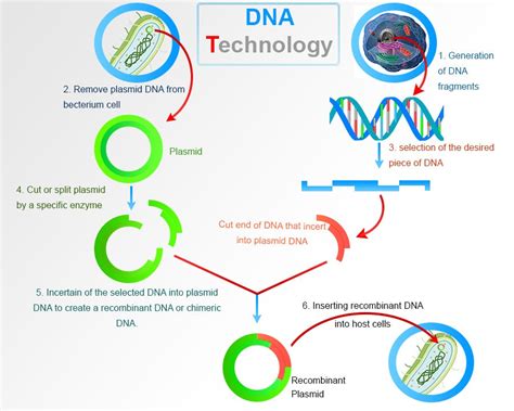 Recombinant DNA Technology Class 12 的图像结果