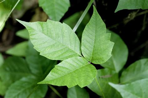 How To Identify Poison Ivy