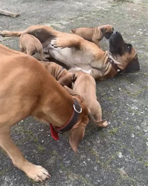 Reinrassige Rhodesian Ridgeback Welpen in Auw | Tiere | Kleinanzeigen