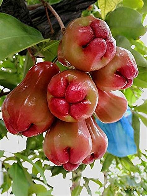 Ohhsome Syzygium Malaccense Is An Evergreen Tree Belonging To Myrtle ...