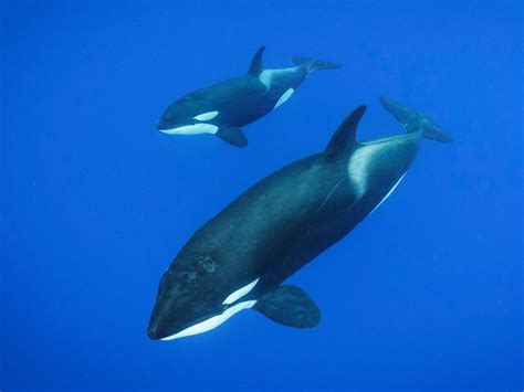 Orca Vs Blue Whale